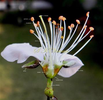  Flower-V.S.